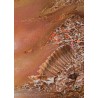 peinture acrylique made in vosges